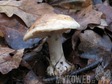 Leucocortinarius bulbiger