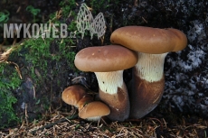 Tapinella atrotomentosa