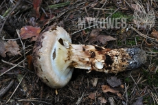 Tricholoma matsutake