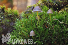 Mycena epipterygia