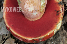 Boletus dupainii