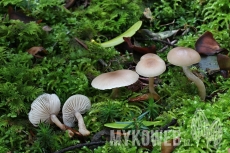 Clitocybe fragrans