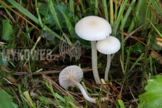 Hygrocybe russocoriacea