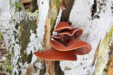 Auricularia auricula-judae