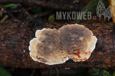 Stereum sanguinolentum