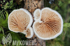 Crepidotus variabilis