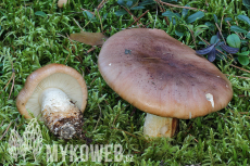 Tricholoma pessundatum