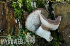 Pseudohydnum gelatinosum