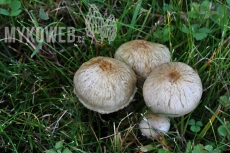 Pholiota gummosa