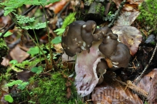 Gyromitra sphaerospora