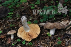 Lactarius ruginosus