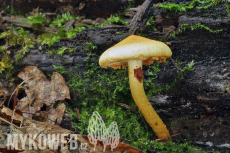 Pholiota tuberculosa