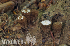 Cyathus striatus