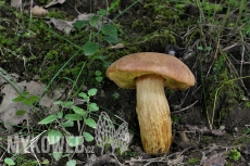 Aureoboletus moravicus