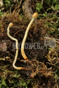 Ophiocordyceps gracilis