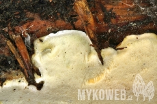 Perenniporia subacida