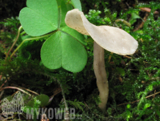 Helvella macropus