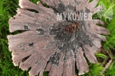 Thelephora caryophyllea