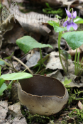 Helvella leucomelaena