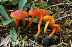 Hygrocybe calciphila