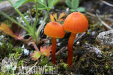 Hygrocybe calciphila