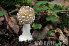 Amanita pantherina