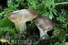 Helvella costifera