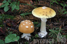 Amanita gemmata