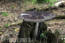 Pluteus atromarginatus