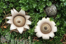 Geastrum fimbriatum