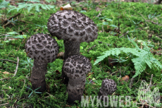 Strobilomyces strobilaceus