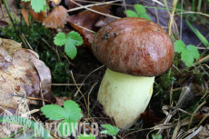 Boletus appendiculatus