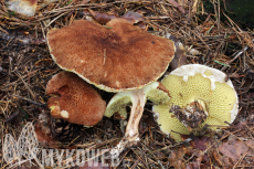 Suillus cavipes