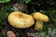 Lactarius repraesentaneus