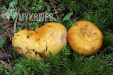 Lactarius repraesentaneus