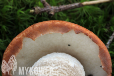 Leccinum piceinum