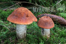 Leccinum piceinum