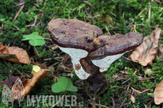 Ganoderma carnosum