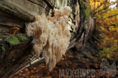 Hericium alpestre