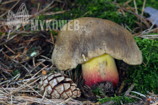 Boletus calopus