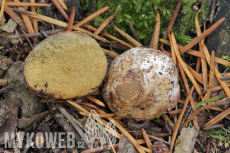 Rhizopogon villosulus