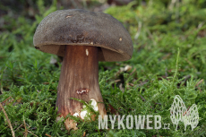 Tylopilus porphyrosporus