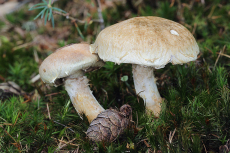 Suillus viscidus