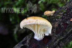 Lentinus suavissimus