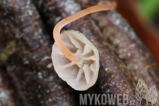 Mycena pterigena