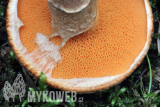 Suillus tridentinus