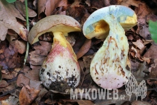 Boletus fechtneri