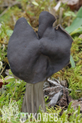 Helvella lacunosa