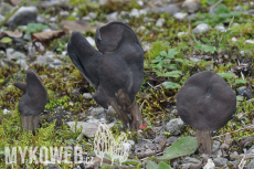 Helvella lacunosa