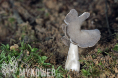 Helvella ephippium